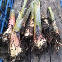 ราคา หน่อกล้วยหักมุก กล้วยฮากมุก กล้วยหักมุกนวล ต้นกล้วยหักมุก ของใหม่เข้าแล้ว (23825508363)