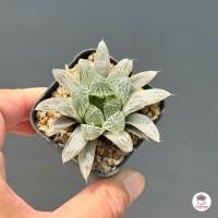 ราคา รวมอโลและฮาโวเทีย Mix Aloe Haworthia หลายสายพันธุ์ ส่งทั้งกระถาง cactus succulent (24465644529)