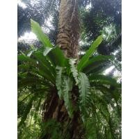 ราคา เฟิร์นข้าหลวงต้นใหญ่มาก ใบยาว 80 100 ซม (19483449022)