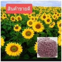 ราคา เมล็ดพันธุ์ทานตะวันดอกใหญ่ อะควาร่า6 50เมล็ด ปลูกโชว์สวยงาม ทนแล้ง ดอกใหญ่ โตเร็ว (1585644080)