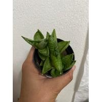 ราคา ต้นงาช้างแคระบอนเซลมินิ Sansevieria boncellensis ไม้ฟอกอากาศ ต้นเล็กน่ารัก กระถางขนาด 2 5 นิ้ว (16974782085)