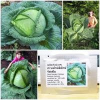 ราคา เมล็ดพันธุ์ กะหล่ำปลียักษ์ Giant Russian Cabbage Seed 300 เมล็ด คุณภาพดี ราคาถูก ของแท้ (5584620121)