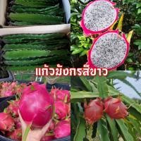 ราคา กิ่งพันธุ์แก้วมังกรขาว พันธุ์แก้วมังกรขาวเวียดนาม ชุด 5 ท่อน 59 บาท ซื้อ3ชุดแถมฟรี1ชุด (22593338873)