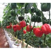 ราคา เมล็ดพริกหวานแดง พริกหวานยักษ์ สีแดงบรรจุ50เมล็ด (7118944461)