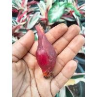 ราคา ว่านหอมแดง ชุด10หัว ใช้ประดับเป็นไม้มงคลและทำยา ว่านข้าวแผ่ ว่านชู้ข้าว (21461783044)