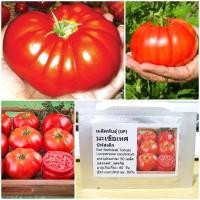 ราคา เมล็ดพันธุ์ มะเขือเทศ บีฟสเต็ก Red Beefsteak Tomato Seed 50 เมล็ด คุณภาพดี ราคาถูก ของแท้ (2737446046)