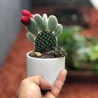 ราคา แคคตัสหูกระต่าย จัดส่งทั้งกระถาง (18819840727)