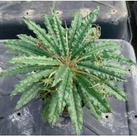 ราคา Dorstenia หรือ มะพร้าวทะเลทราย ไม้เมล็ดทุกต้น ลูกผสมใบยาว (21871136403)