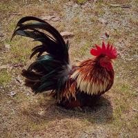 ราคา ไข่เชื้อ ไก่แจ้ สีเบญจรงค์ ไข่สำหรับฟัก ไก่เตี้ย ไก่ญี่ปุ่น (17790519668)