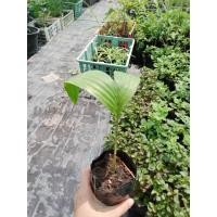 ราคา ต้นพันธุ์ สละสุมาลี สละพันธ์สุมาลี ต้นเพาะเมล็ด ถุงดำพร้อมปลูก 59 บาท รสชาติหวาน (21619986677)