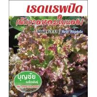 ราคา เรดแรพปิด ผักกาดหอมใบแดง 100 seed ซื้อ 5 แแถม 1 เมล็ดผักสลัด เมล็ดพันธุ์ เมล็ดพันธุ์พืช เมล็ดคุณภาพดีพร้อมคู่มือการเพาะเมล็ด (1930416323)