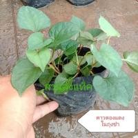 ราคา ต้นคาวตอง แดง Saururaceae หรือ Dokudami คาวตอง พลูคาว ต้นพลูคาว คาวตองแดง ผักคาวตอง สวนครัวสมุนไพร ต้นพันธุ์แข็งแรงในถุงชำ ส่วนลุงแท็ค (22733159983)