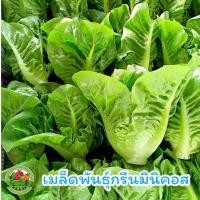 ราคา เมล็ดพันธุ์ ผักสลัดมินิคอส สลัดมินิคอส 300 เมล็ด เป็นที่นิยมปลูก (24472229522)