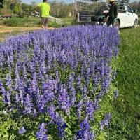 ราคา ต้นบลูซัลเวีย ไม้ปลูกจัดสวนอังกฤษ (24231952977)