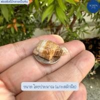 ราคา 2 R 1 WQ เต่าคตไม้ ฟอสซิลไม้กลายเป็นหินโบราณ แกะสลักมือ ขนาดเทียบเหรียญบาท ลายไม้สวย วัตถุมงคล ของทนสิทธิ์ (21431286425)