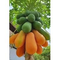 ราคา เมล็ดมะละกอฮอลแลนด์ เมล็ดพันธุ์มะละกอ 100 เมล็ด (24501743668)