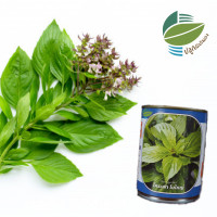 ราคา โหระพาใบใหญ่ 25 กรัม 50กรัม โหระพา Sweet Basil (22863323896)