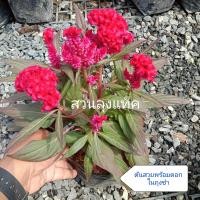 ราคา หงอนไก่แดง หงอนไก่ ต้นหงอนไก่ ดอกหงอนไก่ สีแดง ไม้ดอก ต้นจริงพร้อมดอกในถุงชำ สวนลุงแท็ค (22704625159)