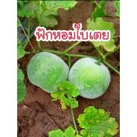 ราคา เมล็ดพันธุ์ฟักหอมใบเตย 20 เมล็ด พันธุ์พื้นเมือง เก็บพันธุ์ต่อได้ (22159044450)