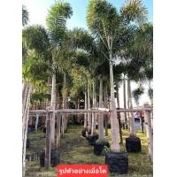 ราคา ปาล์มฟอกซ์เทล ปาล์มหางกระรอก แบบแพ็คคู่2ต้น ขนาด35 40ซม (24375704426)