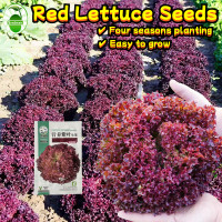 ราคา งอกง่าย 500เมล็ด ซอง เมล็ดพันธุ์ ผักกาดหอม สีม่วง Red Lettuce Seeds for Planting Vegetable Plant Seeds Lollo Rosa Seeds Purple Leaf Lettuce Seeds for Hydroponics Vegetables Seeds for Gardening ผักกาดห