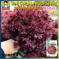 ราคา เมล็ดพันธ์ุ เรดคอรอล ผักสลัดสีแดง ผักสลัด เรดคอรัล Red Coral Lettuce Seeds 500เมล็ด แพ็ค ของแท้ 100 ปลูกง่าย อัตรางอกสูง เมล็ดพันธุ์ผัก เมล็ดพันธุ์ ผักสวนครัว สลัดผักกาดหอม ผักออร์แกนิก พันธุ์ผัก เมล็