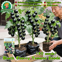 ราคา เมล็ดพันธุ์แท้100 80เมล็ด ปลูกง่าย เมล็ดพันธุ์ มะเขือเทศ เชอรี่สีดำ Organic Sweet Black Cherry Tomato Seeds for Planting Vegetables Plants Fruits Seeds OP ปลูกได้ตลอดปี เมล็ดงอกสูง มะเขือเทศเชอรี่ เมล