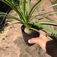 ราคา ต้นกล้าแซ่ม้า Beaucarnea recurvata ถุง 2 นิ้วต้นไม้บอนไซ ไม้มงคล ไม้หายาก ไม้ประดับต้นแซ่ม้า (9886568160)