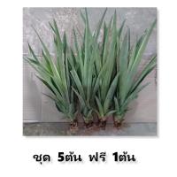 ราคา หน่อสับปะรด ศรีราชาแท้ หน่อหักสดทรงสวย ชุดละ10ต้น ฟรี 2ต้น ชุด 5ต้น ฟรี 1ต้น ต้นสับปะรด ปัตตาเวีย หน่อปัตตาเวีย (14819283475)