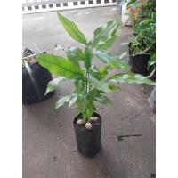 ราคา ขายต้นผักหวานป่าเพาะเมล็ดสวยๆ1 ถุงดำ มี2 3ต้น ต้นสูงประมาณ 20 25 ซม ราคาถูก (20648400273)