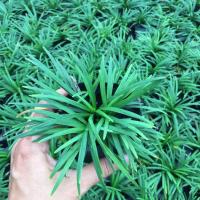 ราคา หนวดปลาดุกแคระ ต้นละ 6 บาท ชุดละ 10 ต้น ต้นหนวดปลาดุกแคะ ขั้นต่ำ 10 ต้นค่ะ (4350318986)