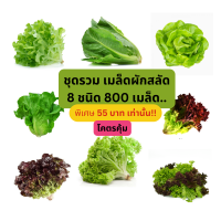 ราคา เมล็ดผักสลัด 8 ชนิด กรีนโอ๊ค เรดโอ๊ค กรีนคอส บัตเตอร์เฮด ผักกาดหอม มิกซ์สลัด 800 900 เมล็ด 55 บาท (19104480405)