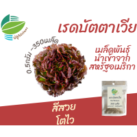 ราคา เมล็ด เรดบัตตาเวีย Red Batavia จำนวน 350 เมล็ด ผัดสลัด ผักสลัดยอดนิยม นำเข้าจากสหรัฐอเมริกา (9181057925)