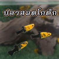 ราคา ปลาสอดโกดัสท์ Gold Dust Molly เซต 4 ตัว มีประกัน พร้อมส่ง (24632619299)