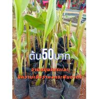 ราคา ว่านมหาเมฆ ขมิ้นดำ ราคาต้นละ 50 บาท เป็นว่านสมุนไพรทางยาเช่น บำรุงร่างกาย แก้โรคหอบหืด ไอ สมานแผลรักษา รักษามะเร็งปากมดลูกโรคตับม้ามโต แก้อาการผื่นคันแบคทีเรีย และมีความเชื่อทางด้านคงกระพันชาตรีเมื่อน