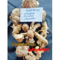 ราคา ว่านพระตะบะ 1เหง้าราคา50บาท ว่านพระตะบะ เป็นยาสมุนไพร แก้คุณไสย มีสรรพคุณทางยาหลายโรค แก้ปวดท้อง จุกเสียด รักษาโรคกษัย แก้สิ่งอัปมงคลพุทธคุณ 108 (24942424533)