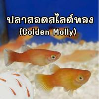 ราคา ปลาสอดสไลด์ทอง Golden Lyretail Molly 4 ตัว มีประกัน ปลาสวยงาม (24958385375)
