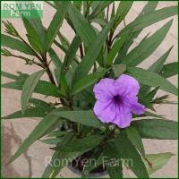 ราคา ต้นต้อยติ่ง สีม่วง ต้อยติ่ง ในกระถาง 5 6 นิ้ว แตกรากแล้ว ต้นต้อยติ่งฝรั่ง ต้อยติ่งฝรั่ง (12621033540)