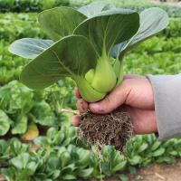 ราคา 5แถ1เมล็ดมินิกวางตุ้งไต้หวัน ต้นเตี้ย F1 300 500เมล็ด เมล็ดพันธุ์คัดพิเศษ นำเข้า ต้นสวย รสชาติอร่อยกว่ากวางตุ้งฮ่องเต้ อัตราการงอกสูงปลูกได้ตลอดปี (18542492220)