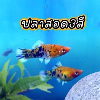 ราคา ปลาสอดสามสี Tri Color Molly ปลาสอด 4 ตัว ปลาสวยงาม (24989195238)