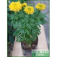 ราคา ต้นดาวเรือง สีเหลือง ส่งพร้อมถุงดำ 5 5 นิ้ว ดอกดาวเรือง ต้นดอกดาวเรือง ดาวเรือง (12552841885)