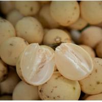 ราคา ลางสาด เก็บสดๆ ใหม่ๆ แก่จัด จากสวน เนื้อแน่น หวาน นุ่ม ละมุนลิ้น (24915615843)