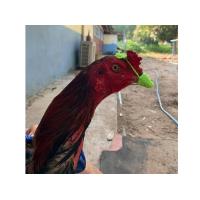 ราคา สวมปากไก่ชน สวมปากไก่ชนชนิดไหมพรม สำหรับซ้อมไก่ชนแบบลงนวมมัดปากราคาถูกใช้ทนใช้ดี (22968731705)