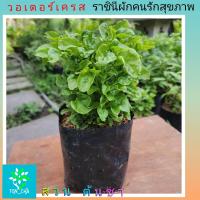 ราคา วอเตอร์เครสฮาวาย ผักเป็ดญี่ปุ่น ปลูกออร์แกนิค ผักสลัดน้ำ วอเตอร์เครส (20157919356)