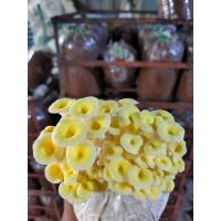 ราคา ก้อนเชื้อเห็ดนางรมทอง 3 ก้อน 50 บาท (16313559767)