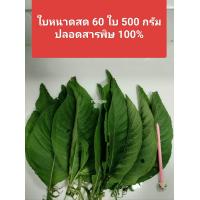 ราคา ต้นหนาด ใบหนาด หนาดใหญ่ หนาดหลวงไร้สารเคมี ไม้มงคล กันผี ใบหนาดสด กันคุณไสย สมุนไพรไทย ริดสีดวงจมูก บำรุงผิว แผลอักเสบ หนาด (23067255808)