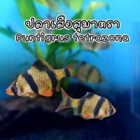 ราคา ปลาเสือสุมาตราลาย Tiger Barb Puntigrus tetrazona เซต 2ตัว พร้อมส่ง มีประกัน (24632596657)