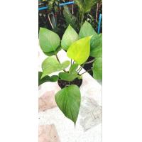 ราคา ต้นพัดโบกทอง เสน่ห์จันทร์ทอง ฟอร์มสวย รากแข็งแรง ส่งพร้อมกระถาง 6 นิ้ว (9837528808)