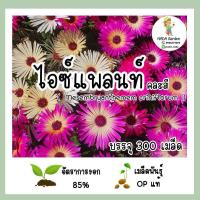 ราคา เมล็ดพันธุ์ไอซ์แพลนท์ คละสี บรรจุ 300 เมล็ด สายพันธุ์ OP แท้100 (19546617910)