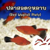 ราคา ปลาสอดกุหลาบ Red Wagtail Platy 4 ตัว ปลาสอดสีแดง ปลาสวยงาม (24958316465)